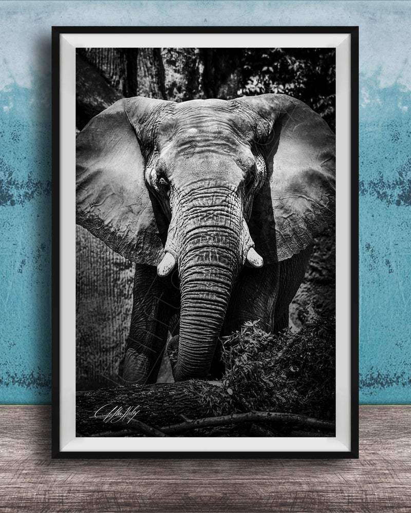 A black and white photograph of an elephant standing in front of a tree, with its large ears and trunk prominently featured.