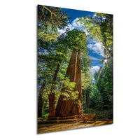 a serene forest scene with towering trees, lush greenery, and a wooden walkway leading through the woods.