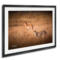 Two cheetahs walking through a field of tall grass.