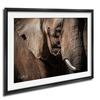 A close-up photograph of an elephant's face, with its large ears and tusks prominently featured.