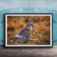 A cheetah resting in a grassy field with a blue wall in the background.