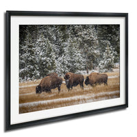 A framed photograph depicting three bison grazing in a snowy field with snow-covered trees in the background.