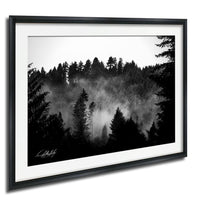 A black and white photograph of a forest with mist or fog enveloping the trees, creating a serene and atmospheric scene.