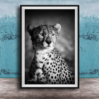 A black and white photograph of a young cheetah, with its distinctive spotted coat, sitting in a contemplative pose against a textured blue background.