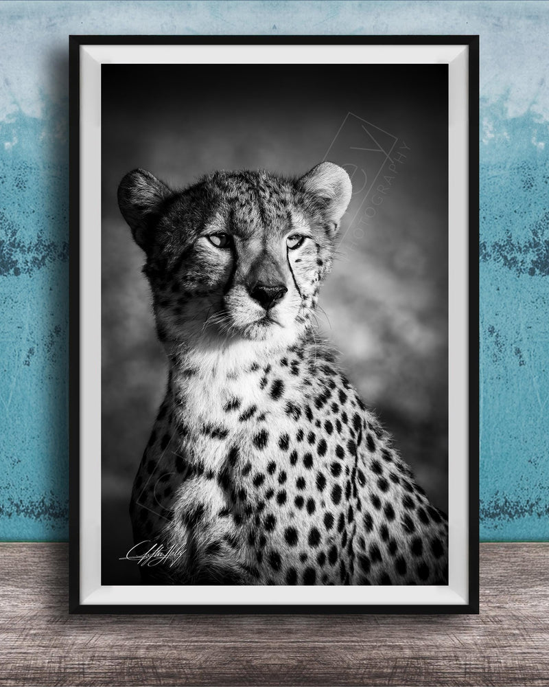 A black and white photograph of a young cheetah, with its distinctive spotted coat, sitting in a contemplative pose against a textured blue background.