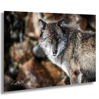 A close-up portrait of a wolf, its piercing eyes and intense gaze captured in a moment of quiet contemplation.