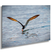 A bird with orange and black feathers is captured in mid-flight, gliding over the water with its wings spread wide.