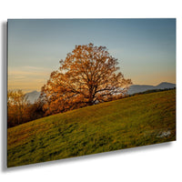 A large, majestic oak tree stands on a grassy hill, its branches reaching towards the sky. The tree's golden leaves contrast beautifully with the surrounding green grass, creating a picturesque autumn scene. In the distance, mountains can be seen, adding depth and scale to the landscape.