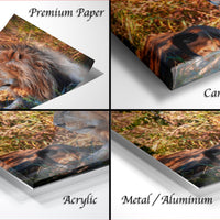 The image is a collage of four photographs depicting a lion in various poses and settings, including a close-up of the lion's head and a more distant view of the lion in a grassy field.