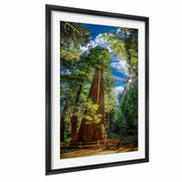 A large, towering redwood tree stands in a lush, green forest, surrounded by other trees and a wooden bench in the foreground.