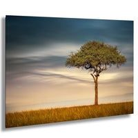 Maasai Mara safari, acacia tree Kenya, African landscapes, Kenya photography, wildlife photography, Maasai culture, safari adventure, Africa travel, golden savanna, best safari parks, Umbrella Thorn Acacia, African nature, sunrise photography