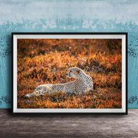 A cheetah resting in a field of orange and yellow grass, with a blue wall in the background.