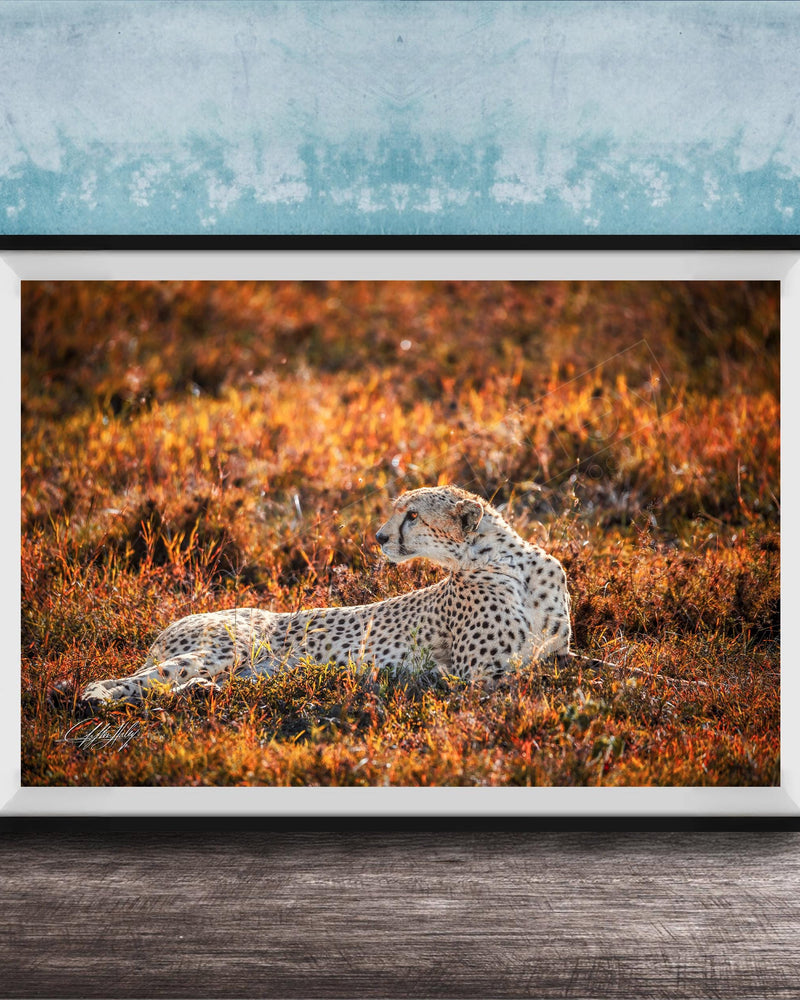 A cheetah resting in a field of orange and yellow grass, with a blue wall in the background.
