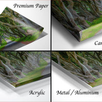 The image is a collage of four different views of a tree-covered forest, each with a different finish: "Premium Paper", "Canvas Wrap", "Acrylic", and "Metal/Aluminum".