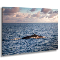 fin whale photo, Oceanside late afternoon, whale watching CA, marine photography, Oceanside coast, finback whale, ocean photography, Pacific wildlife, whale migration photo, marine life capture, whale watching trip, golden hour photography, coastal