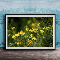 A framed photograph of a field of yellow flowers against a blue background.