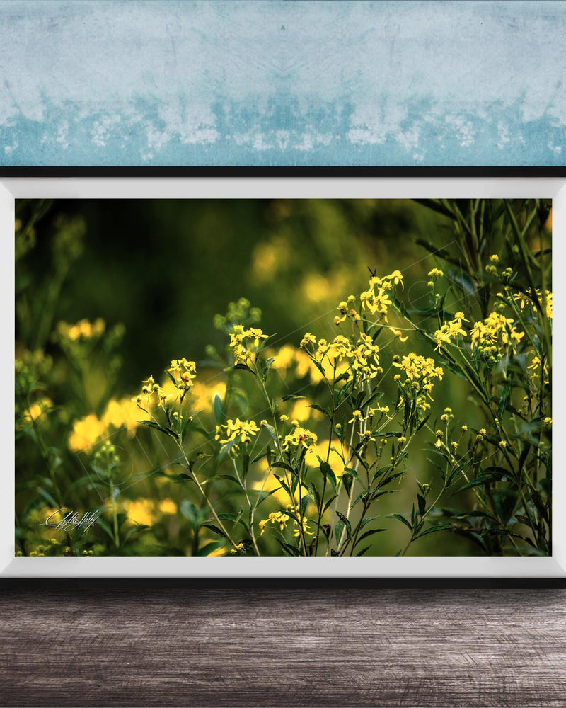 A framed photograph of a field of yellow flowers against a blue background.