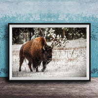A large brown buffalo with horns is walking through a snowy field, surrounded by snow-covered trees and bushes.
