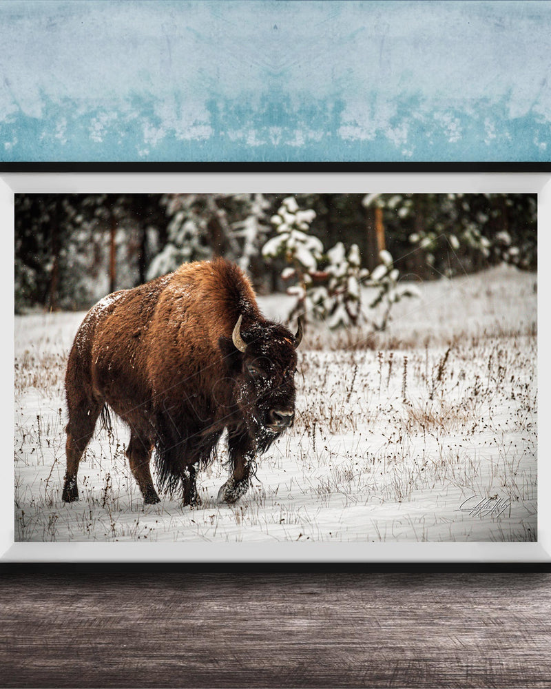 A large brown buffalo with horns is walking through a snowy field, surrounded by snow-covered trees and bushes.