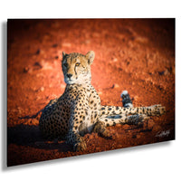 A cheetah resting on the red dirt ground, its body covered in spots, with a focused gaze and alert posture.