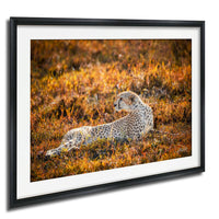 A cheetah resting in a field of tall grass, with warm orange and yellow hues in the background.
