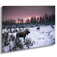 Two moose standing in a snowy field with a forest in the background during a sunset.