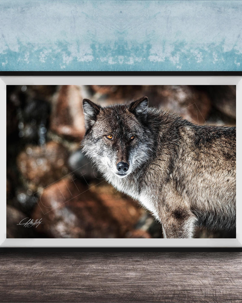 A framed photograph of a wolf standing on a rock, with a blue and white background.