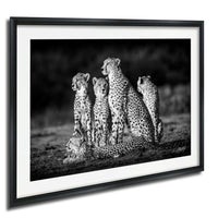 A group of five cheetahs, their spots clearly visible, are captured in a moment of rest in the wild.