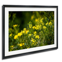 A framed photograph of a field of yellow flowers, with the flowers in full bloom and the background blurred, creating a sense of depth and movement.