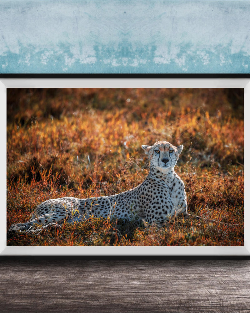 A cheetah resting in a field of tall grass, with a blue wall in the background.