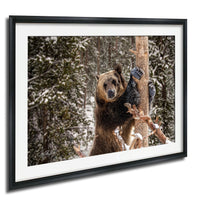 A brown bear is climbing a snow-covered tree in a forest, with its paws gripping the branches.