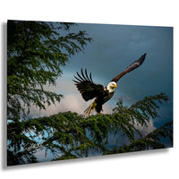 A majestic bald eagle soars through the sky, its wings spread wide as it glides over a tree branch.