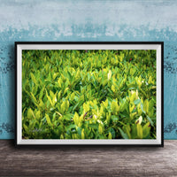 A framed photograph of a lush, green plant or shrubbery is displayed on a wooden surface against a blue wall.