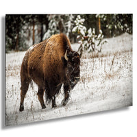 A large brown bison with shaggy fur walks through a snowy field, surrounded by snow-covered trees.