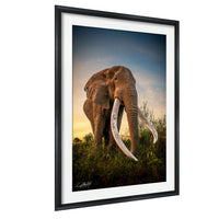 A large elephant with long tusks stands in a grassy field, facing the camera.