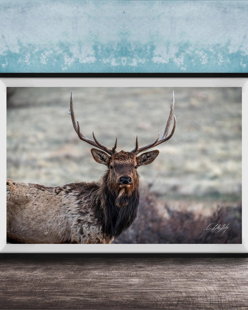 A framed photograph of a majestic elk with large antlers standing in a natural setting.