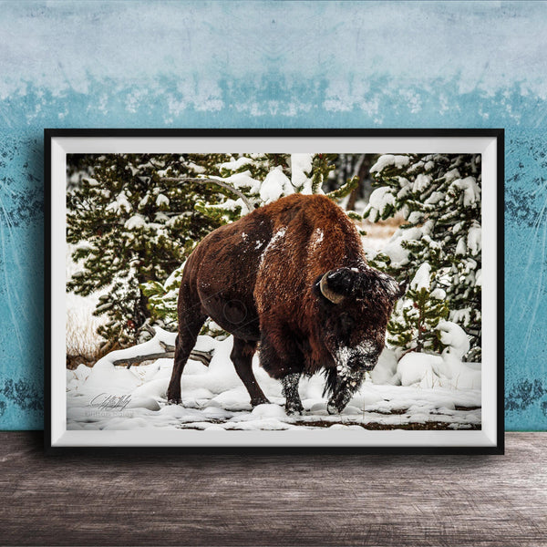 A large brown bison stands in a snowy forest, surrounded by snow-covered trees and a blue wall.