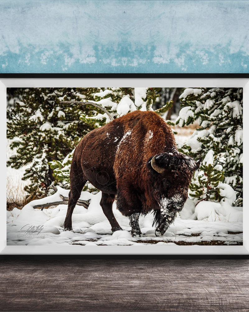 A large brown bison stands in a snowy forest, surrounded by snow-covered trees and a blue wall.