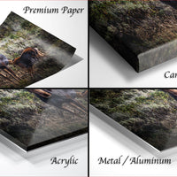The image is a collage of four photos depicting a dog in various settings, including a forest, grassy area, and a field.