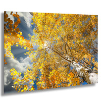 A vibrant autumn scene with a tree in full bloom, its branches adorned with yellow leaves against a backdrop of a blue sky with wispy clouds.