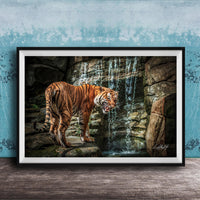 A tiger standing on rocks near a waterfall, with its mouth open and appearing to be growling.
