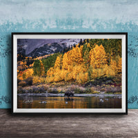 A black moose stands in a body of water surrounded by a vibrant autumn forest, with a blue sky and mountains in the background.