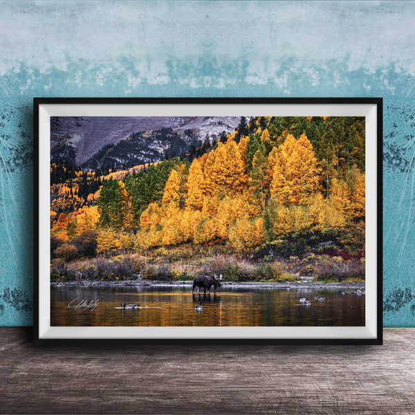 A black moose stands in a body of water surrounded by a vibrant autumn forest, with a blue sky and mountains in the background.