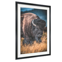 A large, brown bison with a curved horn stands in a field of tall grass, facing the camera.