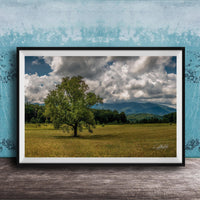 A framed photograph of a large tree in a grassy field, with mountains visible in the background under a cloudy sky.