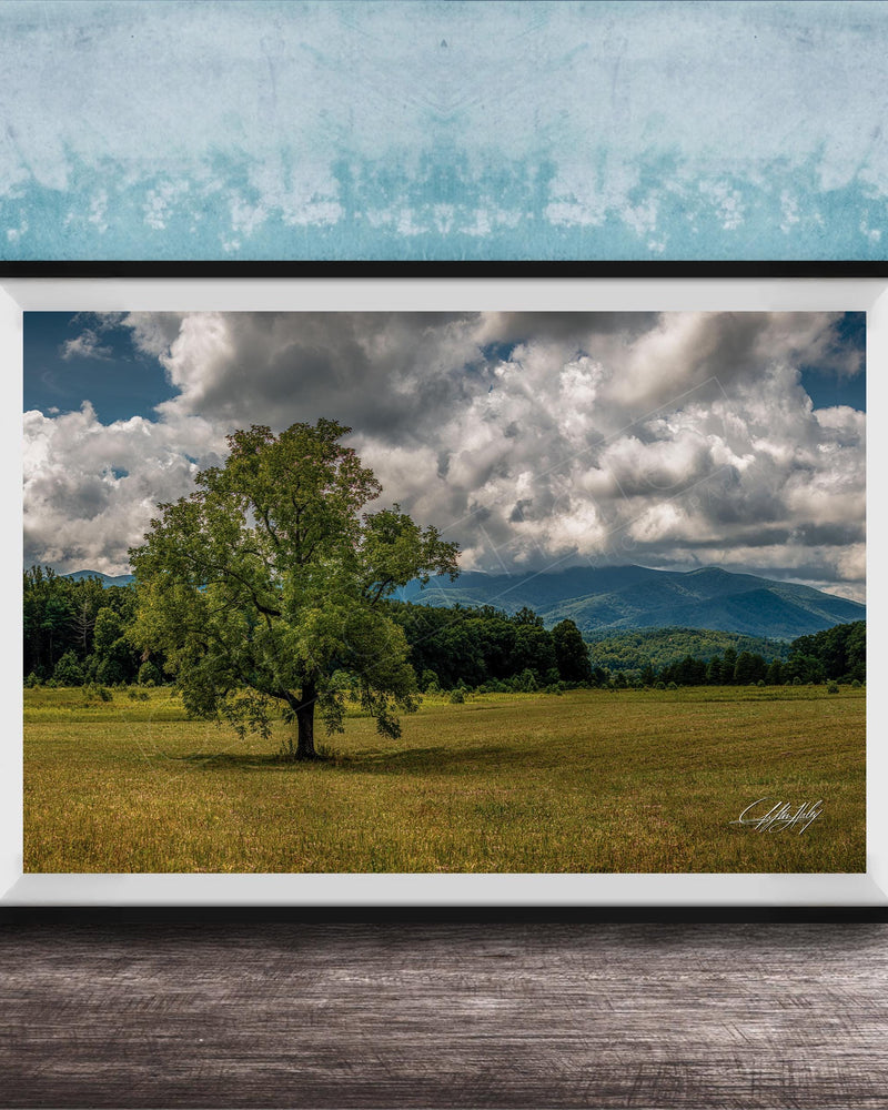 A framed photograph of a large tree in a grassy field, with mountains visible in the background under a cloudy sky.