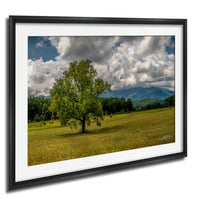 A large, lush green tree stands in a grassy field, with mountains visible in the distance under a cloudy sky.