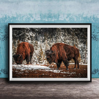 Two brown bison grazing in a snowy field with trees in the background.