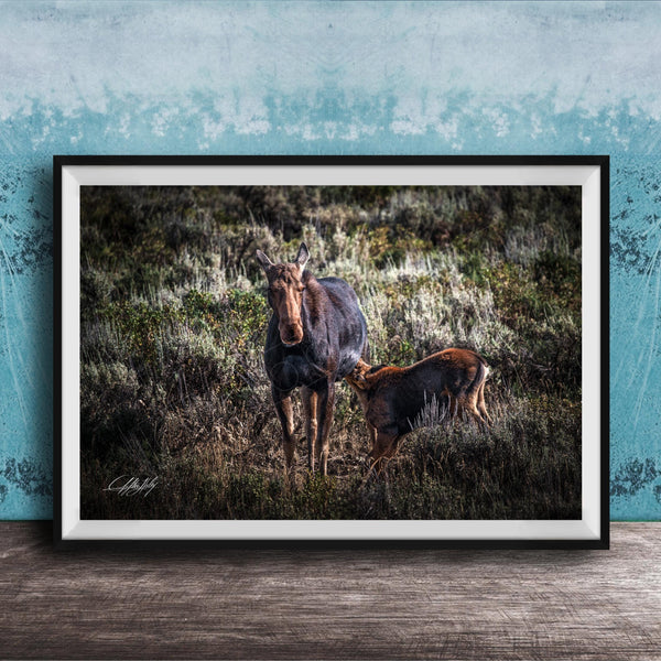A mother moose and her calf standing in a grassy field, with the mother appearing larger and more prominent in the center of the frame.