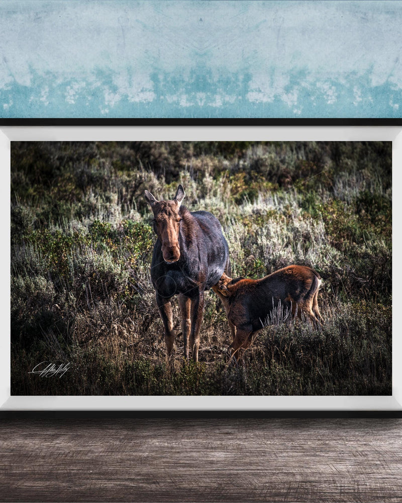 A mother moose and her calf standing in a grassy field, with the mother appearing larger and more prominent in the center of the frame.